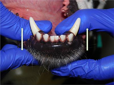 Normal variation of clinical mobility of the mandibular symphysis in dogs